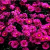 180 Variedades de Sementes de Flores Não Repetitivas, Fáceis de Cultivar em Todas as Estações, Podem Afastar Mosquitos, Adequadas para Varandas Internas e Externas, Distribuição Transfronteiriça
