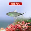 Peixe Ornamental Grande, Peixe Tropical Pequeno de Água Doce Fácil de Cuidar, Peixe Leve, Aquário de Tanque com Plantas Natação em Grupo Peixes de Estimação