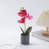 Suculentas Simuladas Decoração DIY Conjunto de Phalaenopsis Simulado Plantas em Vaso Decorações para Casa Transfronteiriças Arte Floral Simulada