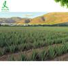 Líquido de Aloe Vera 100% Grado Cosmético Extracto de Aloe Vera Líquido Jugo de Aloe Vera Líquido Original de Aloe Vera Agua de Líquido de Aloe Vera de Curazao