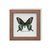 Espécime de Borboleta Real, Espécime de Inseto, Espécime Real em Moldura de Vidro, Decoração para Casa com Libélula, Decoração de Presente de Aniversário