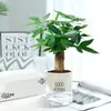 Planta de Palma Blanca en Maceta, Planta de Flor de Rábano Verde Navegando Tranquilamente, Flor de Interior, Planta Roja de Palma Verde Hidropónica, Árbol del Dinero, Purificador de Aire