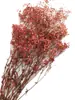 Pacote de Material DIY Flor Eterna 1g Gradiente Cabeça Grande Mosquitinho Estrela Milionária Buquê de Flores Secas Flor Eterna Flor Real