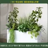 Caja de flores decoración flores y plantas arreglo floral producto terminado adorno de planta verde venta de restaurante oficina mampara canaleta de flores paisajismo biónico