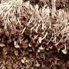 Hongos de Árbol de Té sin Abrir, Productos Secos, Entrega Directa desde el Lugar de Origen, Hongos Shiitake, Especialidad de la Granja, Productos Agrícolas Sueltos sin Abrir