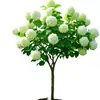 Muda de Árvore de Hortênsia Chinesa Douqiongqiong Hua Vila de Jardim Resistente ao Frio Resistente ao Calor Quatro Estações Tipo Maqiu Mudas de Plantas para Verdejamento