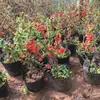 Planta Base da Begônia Japonica, Mudas de Flor de Begônia de Quatro Estações, Mudas Pequenas de Begônia, Begônia de Flor Vermelha, Arbustos Verdes, Plantas de Jardim