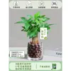 Árbol del Dinero Maceta Flores, Sala de Estar, Casa Próspera, Plantas Verdes, Fácil de Cultivar en Todas las Estaciones, Árbol del Dinero, Plantas Hidropónicas de Escritorio para Oficina