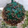 Bolas Adesivas para Pomares, Pacote com 100, para Vespas, Moscas-das-frutas-cítricas, Bolas Amarelas Pequenas para Pendurar ao Ar Livre, Inclui Fio para Amarrar