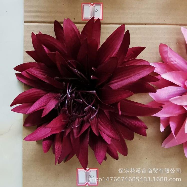 3头大爪菊-红色