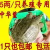 0,05-0,45 kg Libras de Girinos de Tartaruga Chinesa de Casco Mole [Criação] Piscicultura de Água Doce Girinos Pequenos de Tartaruga Chinesa de Casco Mole Girinos Pequenos de Tartaruga Chinesa de Casco Mole