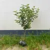 Muda de Árvore de Hortênsia Chinesa Douqiongqiong Hua Vila de Jardim Resistente ao Frio Resistente ao Calor Quatro Estações Tipo Maqiu Mudas de Plantas para Verdejamento