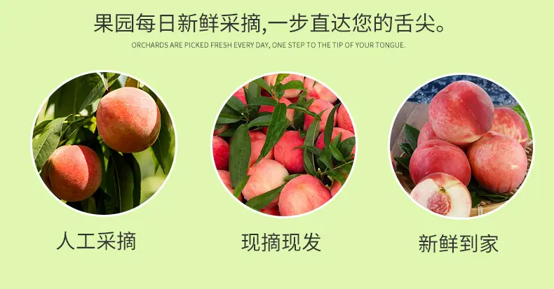 山东红皮水蜜桃 代发3/5斤红毛桃中大果香甜多汁礼盒鲜桃新鲜水果详情图7