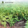 Atacado de fábrica matéria-prima beldroega pura Flor Orvalho água tônica filme aplicação úmida extrato de beldroega tônico solução original