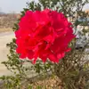 Hidrangea grande de una sola cabeza Comercio exterior Hidrangea grande de estilo coreano Hidrangea de simulación Hotel Boda Decoración suave Flores artificiales