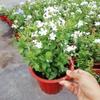 Planta Extraordinária de Sementeira Floco de Neve Azul Floco de Neve Branca em Vaso Planta Resistente ao Calor e Fácil de Cultivar Jardim Pátio Trepadeira Cinta de Flores Cinta de Flores Solo