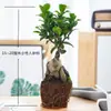 Bonsái de higuera grande, adecuado para escritorios de oficina, salas de estar y como planta de interior; Plantas de ficus benjamina en maceta, fáciles de cultivar y cuidar