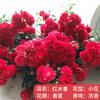 Plántulas de rosa, enredaderas trepadoras, plantas de floración de cuatro estaciones, enredadera, rosa, flor en maceta, flor extra grande, exterior, balcón, plantas verdes