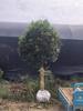 Una pieza de plantones de osmanthus, osmanthus dorado de agosto, osmanthus, patio, casa grande, plantas en maceta resistentes al frío, cuatro