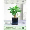 Árbol del Dinero Maceta Flores, Sala de Estar, Casa Próspera, Plantas Verdes, Fácil de Cultivar en Todas las Estaciones, Árbol del Dinero, Plantas Hidropónicas de Escritorio para Oficina