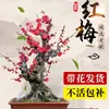 Mudas de Árvore de Ameixeira Vermelha Original em Vaso, Flores de Bonsai de Tronco Antigo, Ameixeiras Resistentes de Inverno para Todas as Estações, Plantas Verdes para Varanda e Jardim com Fragrância Forte