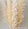 Palheta Flor Seca Big Spike Big Reed Dry Reed Wedding Dry Flower Floor Decoração Tiro Adereços Pampas Grama Amazônia