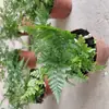 Material DIY para Micro-paisagismo Rede Textura Grama Cauda de Lobo Pote Musgo Suculenta Raiz Nua Atividade Manual Presente