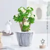 Árbol del Dinero Tocón Viejo Suculenta Flor en Maceta de Interior Árbol del Dinero Perenne Todo el Año Fácil de Cultivar Tolerante a la Sequía Planta Verde