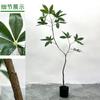 Planta verde artificial, árbol de la fortuna, bonsái, planta de celebridades en línea, decoración del hogar, fábrica de bonsái, árbol de la fortuna, luz de suelo, planta verde de lujo
