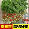 Crema Plantón de Fresa Macetado con Tierra Cuentas Sui Comestible Belleza Cuatro Estaciones Resultados Balcón Sur Plantación al Aire Libre Plantas de Semillero