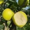 Pera de Piel Verde Dangshan, Su Cui No. 1 Pera Corona, Pera Fresca Crujiente de Temporada, Caja Completa de Fruta Fresca Crujiente, Dulce y Jugosa
