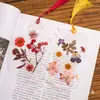 Marcapáginas de flores secas especímenes colección de primavera en botella de película plástica materiales hechos a mano para manualidades estudiantes de primaria flores transparentes