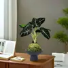 Lírio-do-calla Planta Verde Pequena para Mesa de Escritório Planta em Vaso para Interior Jardim de Infância Celebridade da Internet Calathea Estação de Trabalho Planta Fácil de Cuidar