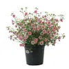 Plántulas de Flor de Hibisco Piruleta, Plantas en Maceta para Balcón y Jardín, Plantas Resistentes al Frío, Tolerantes al Calor, Fáciles de Cuidar, Florecen Todo el Año