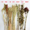 Espigas de Trigo Decorativas para Culturas Agrícolas, Arroz, Cevada e Sorgo; Adereços para uma Colheita Abundante; Espigas de Trigo Secas para Arranjos de Flores; Flores Douradas