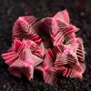 Base de planta suculenta autoproducida y autovendida al por mayor suculentas pequeñas combinación de flores plantas en maceta plantas carnosas Lithops Haworthia