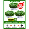 Planta Hidropónica con Hojas, Planta de Oficina en Maceta, Planta Verde de Escritorio para Sala de Estar, Flor, Interesante Hierba del Dinero Cultivada en Agua