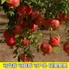 Árbol Joven de Granada Ácida Enana, Semilla Suave Tunecina, Semilla Suave Huidong, Lintong, Robe Rojo Grande de Sichuan, Brote de Árbol de Granada Ácida Enana, Semilla de Huidong sin Semillas