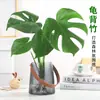 Planta Hidropônica Monstera Planta Verde Purificação do Ar Interno Ave do Paraíso Folha Grande Folhagem Perene de Interior Vaso Tronco Velho
