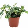 Plantas de micropaisaje Plantas de paisajismo Musgo Micropaisaje Hielo Agua Flor Verde Maceta Venta al por mayor