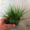 Plantas de Piedra Absorbente Plantas Verdes Piedra de Agua Acuaterrario Tanque de Selva Rocalla Paisajismo Musgo Helecho Micro-paisaje Plantas de Bonsái