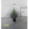 Árvore Sangue de Dragão Simulada Árvore de Ferro Árvore Yucca Multi-tronco Janela Grande Decoração de Paisagem de Shopping Center Árvore Sangue de Dragão Planta Verde Influenciadora da Internet