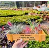 Suporte de Planta Verde para Mesa em Formato de Abacaxi Suporte para Air Plant Base de Escritório Rack Suporte para Flores Suporte de Planta de Escritório