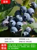 Mudas de Mirtilo Árvore de Mirtilo em Vaso Mudas de Frutas Plantadas no Norte e Sul o Ano Todo Árvores Frutíferas Olho de Coelho Nebuloso Varanda Extra Grande com Frutas