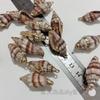 Concha galvanizada DIY Accesorios de joyería Pendientes Colgante Colgante Creativo Hecho a mano Concha natural