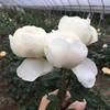 Kono Caixa de Joias/Névoa Azul Broto de Rosa de Salão Arbusto Flores de Jardim de Pátio Fragrantes Multissazonal