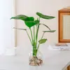 Planta Hidropônica Monstera Planta Verde Purificação do Ar Interno Ave do Paraíso Folha Grande Folhagem Perene de Interior Vaso Tronco Velho