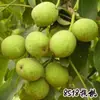 Venta Dropshipping de Plántulas de Nogal y Frutales para Plantar en el Norte y Sur, Plántulas de Pecana 8518 Injertadas de Planta Directa de Cáscara Delgada y Piel de Papel