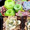 Entrega Directa de Fábrica Maceta Cuadrada Negra Pequeña Engrosada para Suculentas Maceta Cuadrada Negra Grande para Esquejes de Flores Plántulas Hojas Venta al por Mayor