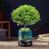Bonsai de Nanmu Vermelho de Folha Pequena Pilha Velha Nanmu Dourado Vaso para Interior Mesa de Escritório Plantas Verdes Bom para Cultivar Florais em Todas as Estações